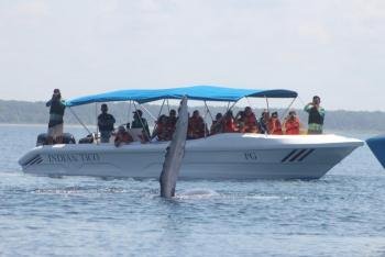 Whale Watching Tour & Dolphin Watching Tour, South Pacific, Costa Rica  photo